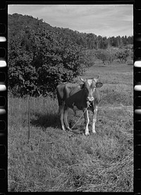 [Untitled photo, possibly related to: Bob McNally and the bull, Kirby, Vermont]