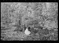 [Untitled photo, possibly related to: Cut-over forest land, Otsego County, New York]. Sourced from the Library of Congress.