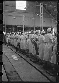 At work in the grapefruit canning plant at Winter Haven, Florida. Sourced from the Library of Congress.