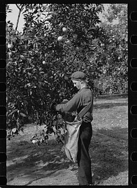 [Untitled photo, possibly related to: Orange picking in Florida. Much of this type of work is migratory. Polk County, Florida]. Sourced from the Library of Congress.