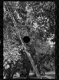 [Untitled photo, possibly related to: Orange picking, Polk County, Florida]. Sourced from the Library of Congress.