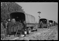 Trucks used in plant operations, Withlacoochee Land Use Project, Florida. Sourced from the Library of Congress.