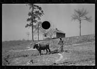 [Untitled photo, possibly related to: Plowing, Macon County, Alabama]. Sourced from the Library of Congress.