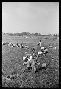 [Untitled photo, possibly related to: Cranberry pickers, Burlington County, New Jersey]. Sourced from the Library of Congress.