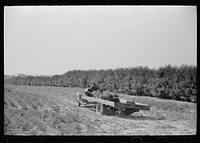 [Untitled photo, possibly related to: Loading carrots on truck, Camden County, New Jersey]. Sourced from the Library of Congress.