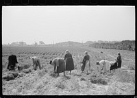 Women picking carrots, Camden County, New Jersey. Sourced from the Library of Congress.