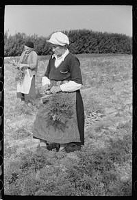 Women picking carrots, Camden County, New Jersey. Sourced from the Library of Congress.