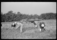 [Untitled photo, possibly related to: Women picking carrots, Camden County, New Jersey]. Sourced from the Library of Congress.