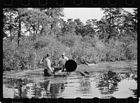 [Untitled photo, possibly related to: Gathering cranberries that are floating on the surface of a flooded bog, Burlington County, New Jersey]. Sourced from the Library of Congress.