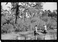 [Untitled photo, possibly related to: Gathering cranberries that are floating on the surface of a flooded bog, Burlington County, New Jersey]. Sourced from the Library of Congress.