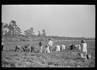 [Untitled photo, possibly related to: Cranberry pickers in bog, Burlington County, New Jersey]. Sourced from the Library of Congress.