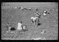 Cranberry pickers in bog, Burlington County, New Jersey. Sourced from the Library of Congress.
