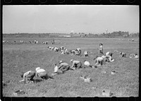 Cranberry pickers in bog. Three-fourths of these workers are children. Most of the pickers are Italian families from So. Philadelphia. The head of the family is the only one who gets paid. Burlington County, New Jersey. Sourced from the Library of Congress.