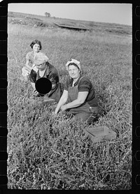 [Untitled photo, possibly related to: Woman picking cranberries, Burlington County, New Jersey]. Sourced from the Library of Congress.