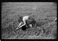 [Untitled photo, possibly related to: Child labor in cranberry bog, Burlington County, New Jersey]. Sourced from the Library of Congress.