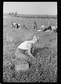 Woman picking cranberries, Burlington County, New Jersey. Sourced from the Library of Congress.
