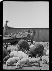 [Untitled photo, possibly related to: Farmer feeding hogs, Scioto Farms, Ohio]. Sourced from the Library of Congress.