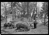 [Untitled photo, possibly related to: Farmer feeding hogs, Scioto Farms, Ohio]. Sourced from the Library of Congress.