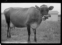 Cow at Wabash Farms cooperative, Indiana. Sourced from the Library of Congress.