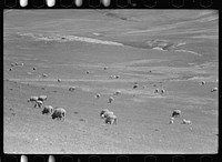 [Untitled photo, possibly related to: Sheep grazing on high range, Madison County, Montana]. Sourced from the Library of Congress.