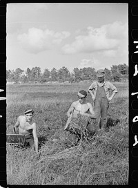 Cranberry scoopers with padrone (labor contractor) supervising their work, Burlington County, New Jersey. Sourced from the Library of Congress.