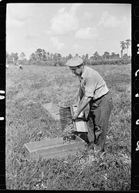 Cranberry scooper emptying the contents of scoop, Burlington County, New Jersey. Sourced from the Library of Congress.