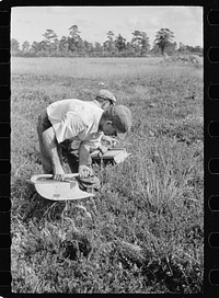 Men scooping cranberries, Burlington County, New Jersey. Sourced from the Library of Congress.