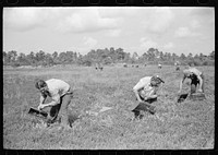 Men scooping cranberries. This method of gathering cranberries is used only when haste is necessary, and the boys have older vines. Burlington County, New Jersey. Sourced from the Library of Congress.