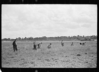 [Untitled photo, possibly related to: Men scooping cranberries. This method of gathering cranberries is used only when haste is necessary, and the boys have older vines. Burlington County, New Jersey]. Sourced from the Library of Congress.