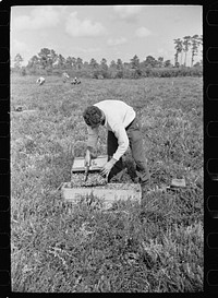 [Untitled photo, possibly related to: Migratory worker with load of cranberries, Burlington County, New Jersey]. Sourced from the Library of Congress.