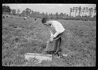 [Untitled photo, possibly related to: Migratory worker with load of cranberries, Burlington County, New Jersey]. Sourced from the Library of Congress.
