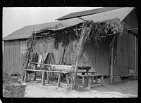 Outdoor eating place for cranberry pickers, Burlington County, New Jersey. Sourced from the Library of Congress.