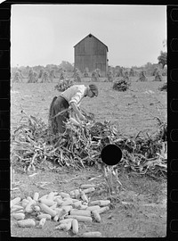 [Untitled photo, possibly related to: Husking corn. Farm laborers get five cents a stack for this work. Camden County, New Jersey]. Sourced from the Library of Congress.