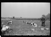 [Untitled photo, possibly related to: Family of cranberry pickers, Burlington County, New Jersey]. Sourced from the Library of Congress.