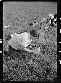 [Untitled photo, possibly related to: Cranberry pickers have long hours of back-breaking toil during which they crawl on their hands and knees across muddy bogs, Burlington County, New Jersey]. Sourced from the Library of Congress.