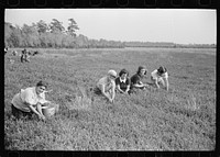 [Untitled photo, possibly related to: Family of cranberry pickers, Burlington County, New Jersey]. Sourced from the Library of Congress.