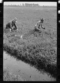 Cranberry pickers have long hours of back-breaking toil during which they crawl on their hands and knees across muddy bogs, Burlington County, New Jersey. Sourced from the Library of Congress.