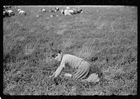 [Untitled photo, possibly related to: Child picking cranberries, Burlington County, New Jersey]. Sourced from the Library of Congress.