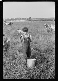 Child cranberry picker at water bucket, Burlington County, New Jersey. Sourced from the Library of Congress.