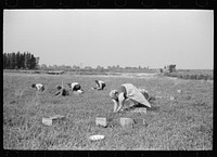 [Untitled photo, possibly related to: Women picking cranberries, Burlington County, New Jersey]. Sourced from the Library of Congress.