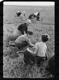 Children picking cranberries, Burlington County, New Jersey. Sourced from the Library of Congress.