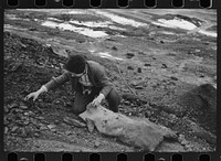 Boy hunting for coal on slack pile, Steritz, Illinois. Sourced from the Library of Congress.