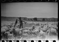 Counting sheep, Rosebud County, Montana. Sourced from the Library of Congress.