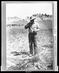 Cowboy eating "Rocky Mountain oysters," Quarter Circle U Ranch roundup, Montana. Sourced from the Library of Congress.