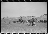 [Untitled photo, possibly related to: "Rassling" a calf, Quarter Circle U Ranch roundup, Montana]. Sourced from the Library of Congress.