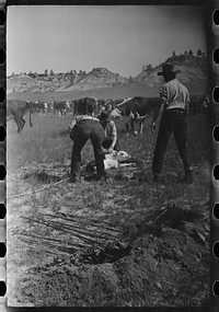 [Untitled photo, possibly related to: Branding, Quarter Circle U Ranch roundup, Montana]. Sourced from the Library of Congress.