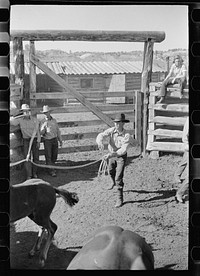 [Untitled photo, possibly related to: Roping a colt, Quarter Circle U roundup, Montana]. Sourced from the Library of Congress.