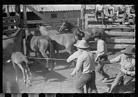 Roping a colt, Quarter Circle U roundup, Montana. Sourced from the Library of Congress.