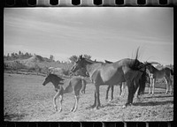 [Untitled photo, possibly related to: Mares and colts in corral after branding, Quarter Circle U Ranch roundup, Montana]. Sourced from the Library of Congress.