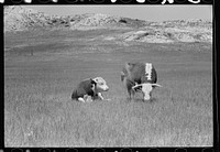 Hereford bulls, Quarter Circle U roundup, Montana. Sourced from the Library of Congress.